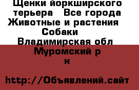 Щенки йоркширского терьера - Все города Животные и растения » Собаки   . Владимирская обл.,Муромский р-н